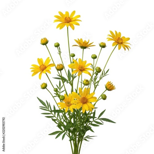 Yellow dandelion flowers in a green field isolated on white background
