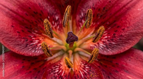 Close up photograph showcases red lily stamens and central stigma