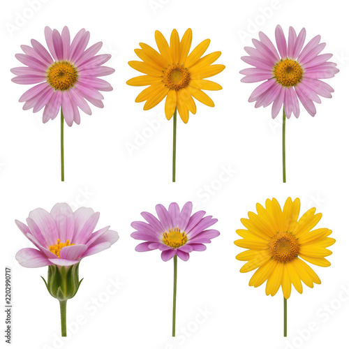 Six flowers in different shades of pink and yellow