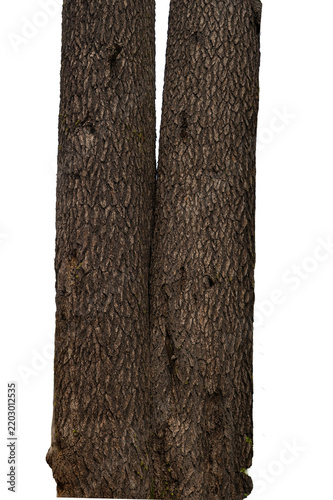The trunk is very thick, twin cedar. Two tree bark samples, isolated on a transparent background, with distinct textures and a rough surface.