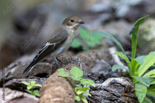 Papamoscas cerrojillo, Ficedula hypoleuca