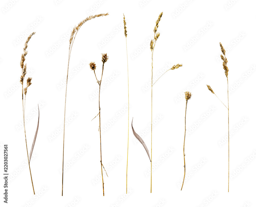 Obraz premium Set of dried wild grass plants with seed heads, upright on transparent background