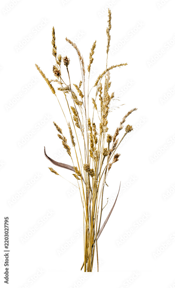 Obraz premium Bundle of dried wild grass plants with seed heads, upright on transparent background, vertical composition.
