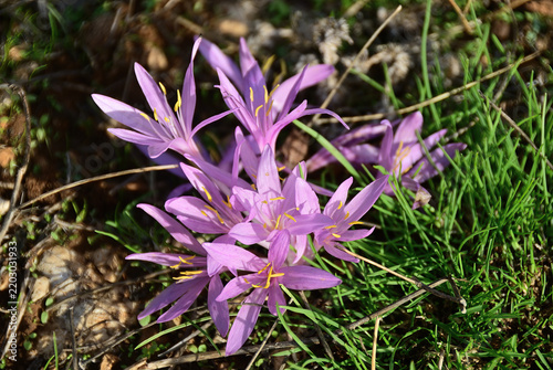 Autumn crocus. Colchicum autumnale
