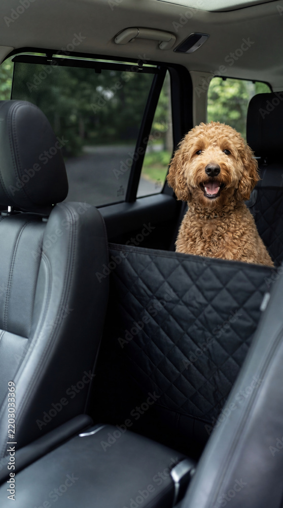 Naklejka premium Goldendoodle dog sitting in a car using a black quilted back seat protector. Secure animal transport and luxury pet travel gear. Safe automotive accessories for puppy road trip lifestyle.