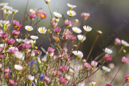 purple and white flowers in the field
