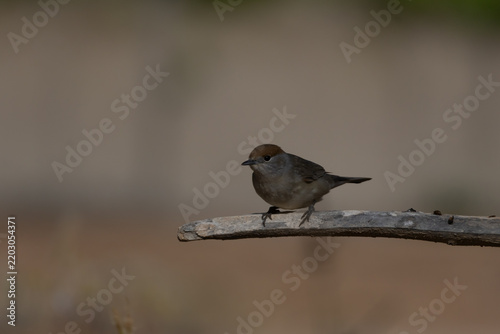 Bird on the branch