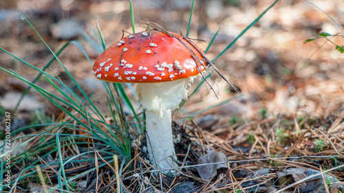 Bild auf Leinwand fly agaric mushroom