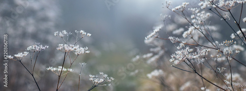 Frosted dried plants on misty winter morning