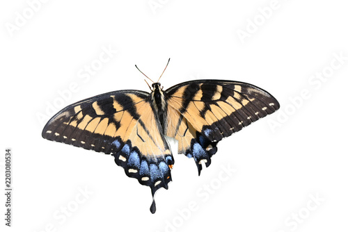 Swallowtail Butterfly Cutout for Nature and Educational Designs