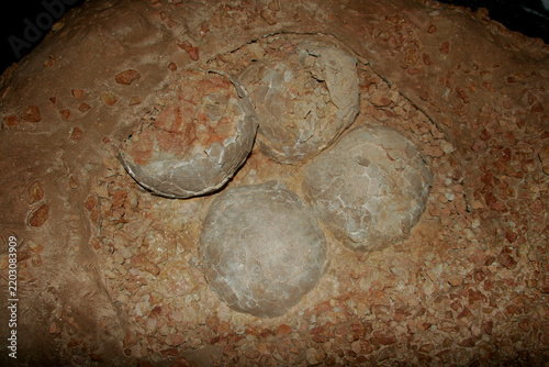 Fossil eggs of Hypselosaurus sp., 90 million years old from France