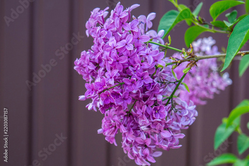 Lilac