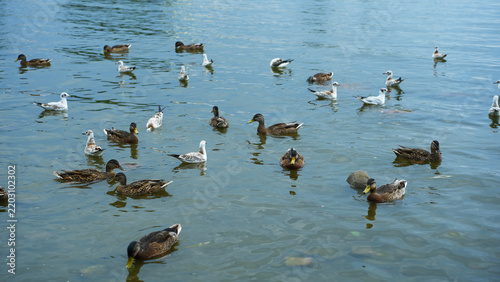 Flock of mallard ducks swimming in water among stones