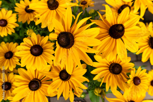 Fotografie Abundant golden yellow black eyed Susan flowers, Rudbeckia species, with dark brown centers blooming in a garden