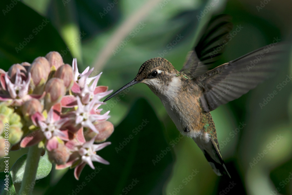 Fototapeta premium Black-chinned Hummingbird hovering in Eagle Island State Park Idaho