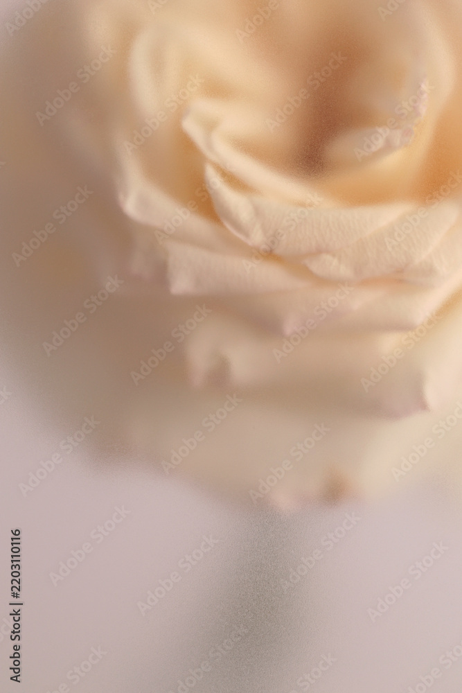 Obraz premium Smoke selected soft focus cream beige white Rose Flower bud Petals through translucent matte frosted glass. Abstract natural blurred grain light fog background.