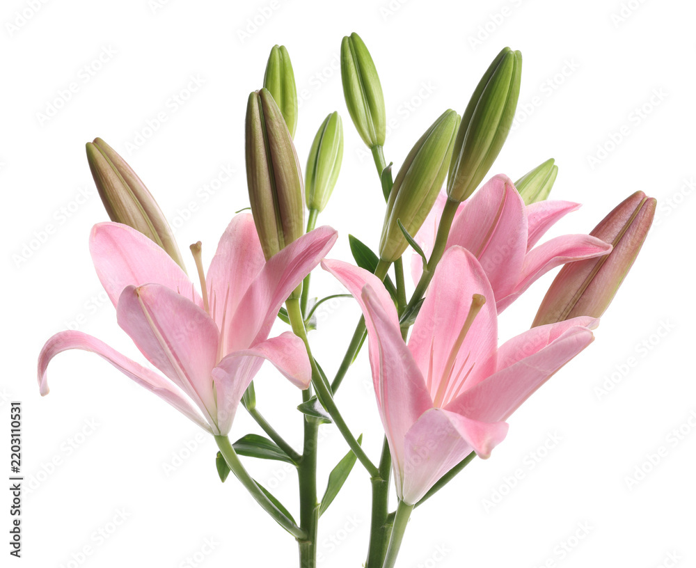 Obraz premium Beautiful pink lily flowers isolated on white