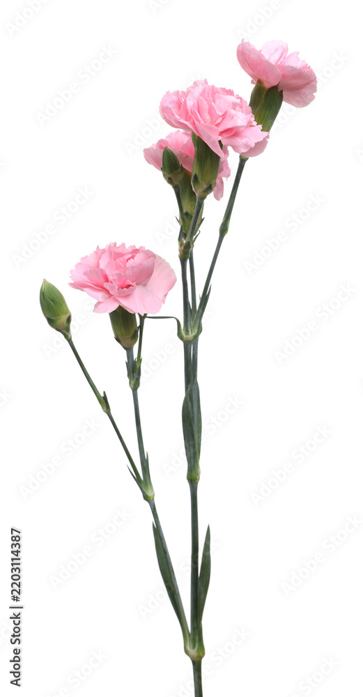 Obraz premium Beautiful pink carnation flowers isolated on white