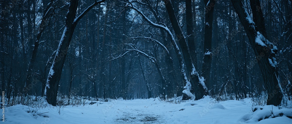 Obraz premium Snow-covered forest path in winter twilight, trees bare of leaves, snowflakes falling gently.