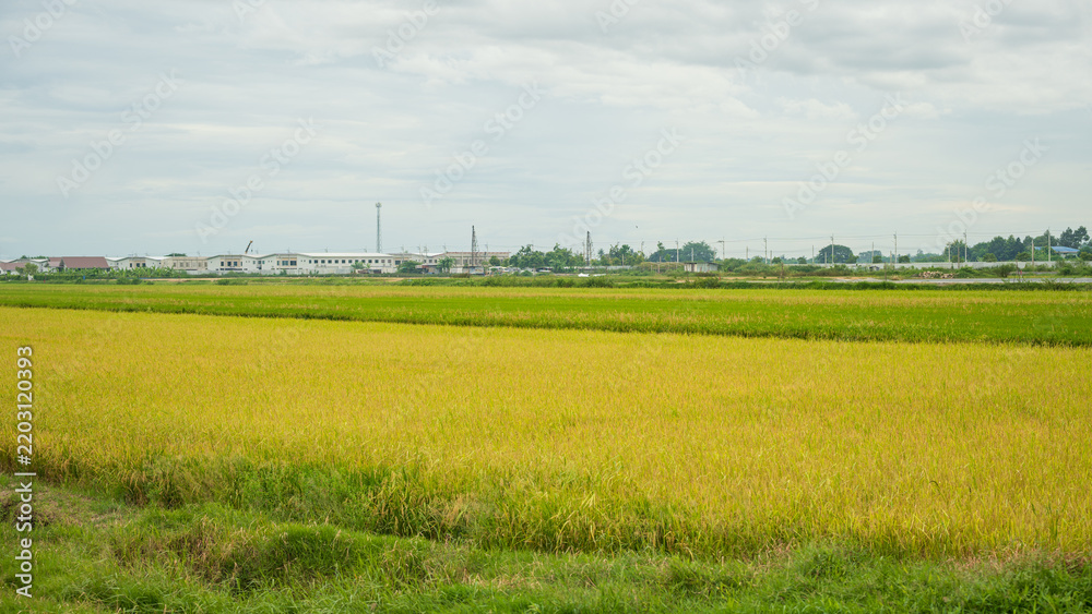 Obraz premium Golden rice field landscape with a rural village and cloudy sky in the background scenery