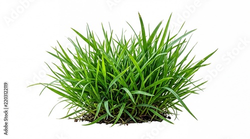 green grass isolated on white background