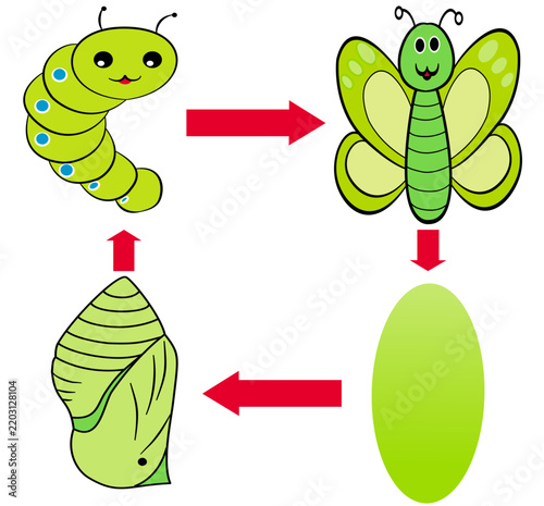 funny cartoon Butterfly Life Cycle