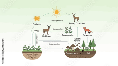 Ecological Food Web Diagram: Producers, Consumers, Decomposers, and Energy Flow