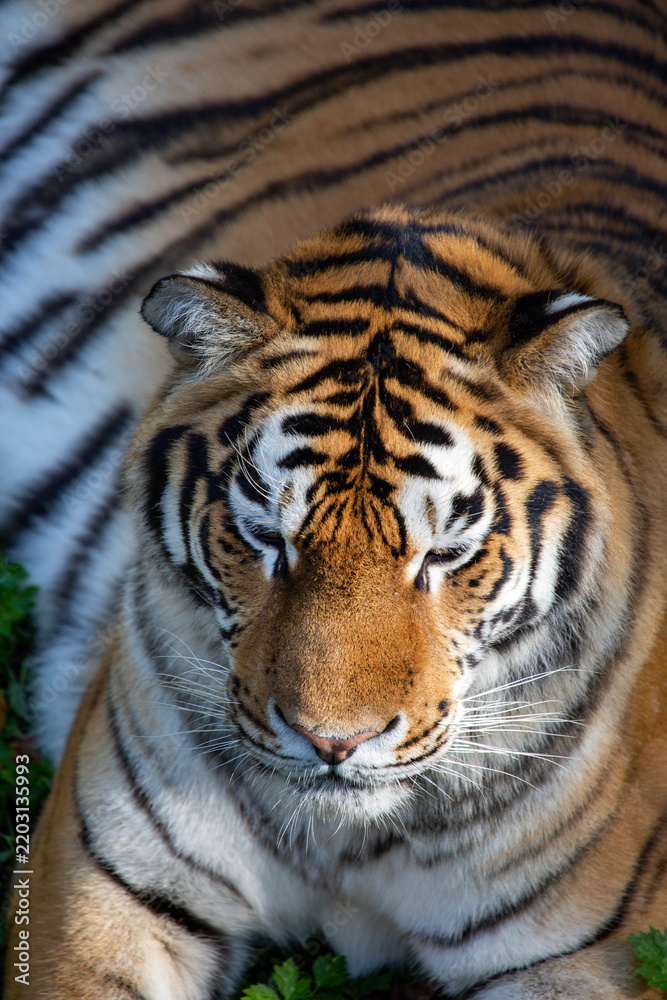 Fototapeta premium Amur tiger's muzzle in close-up on a bright sunny day. Wildlife, mammals, predators.