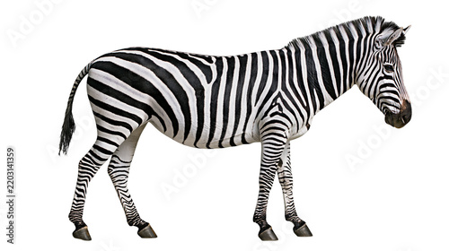 Isolated zebra with striking black and white stripes, full body side view, majestic wild animal