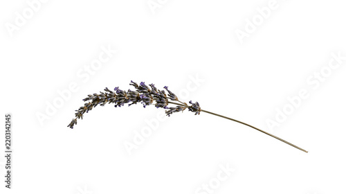 Isolated delicate dried lavender sprig with aromatic purple flowers and thin stem