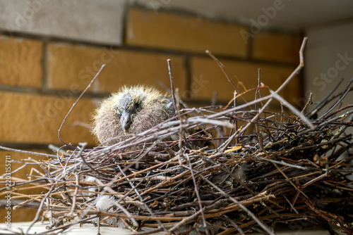 Close-up of a tiny newborn pigeon squab sitting inside a twig nest near a yellow brick wall. Urban wildlife, bird breeding, natural nesting in human environments, fragile new life, and city fauna.