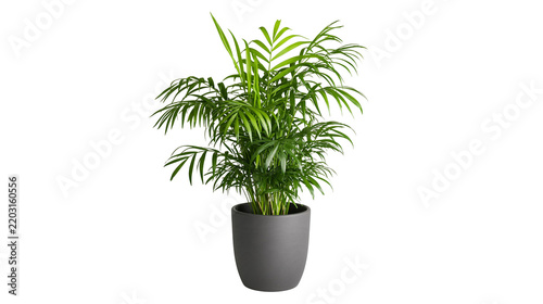 Isolated lush green houseplant in a stylish dark grey pot, perfect for interior decoration.