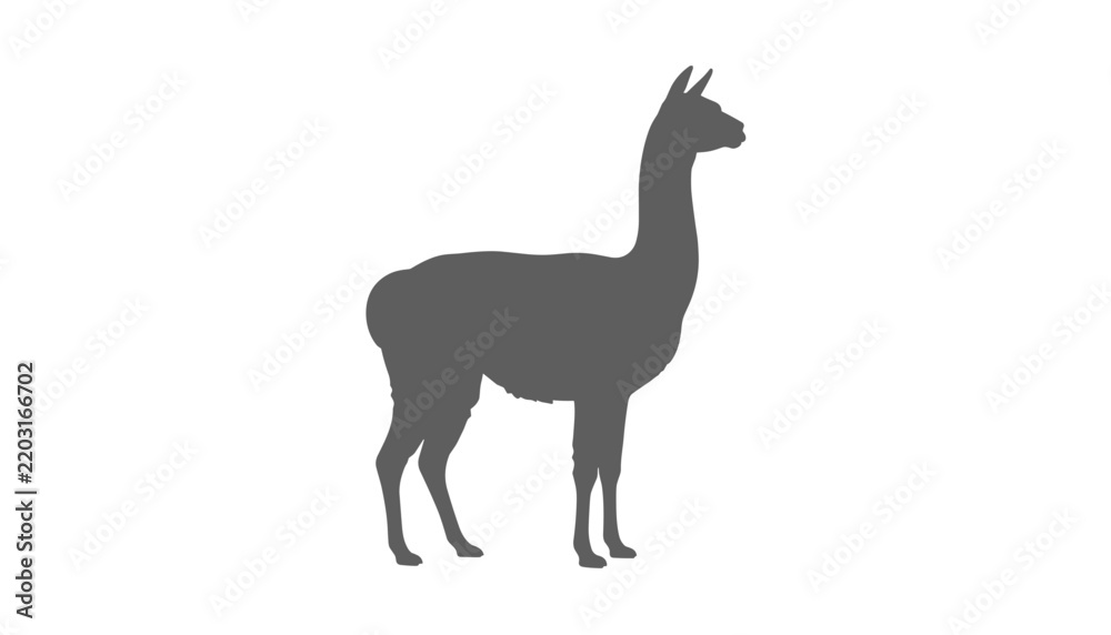 Fototapeta premium Grey silhouette of a standing llama showing its long neck and distinct ears, isolated on a clean white background.