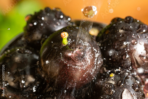Water droplets on jabuticaba fruit; water droplets falling onto some jabuticabas and creating beautiful shapes; selective focus.