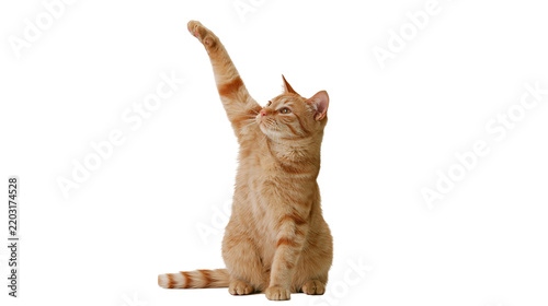 Isolated curious orange tabby cat sitting and raising one paw in a playful gesture.