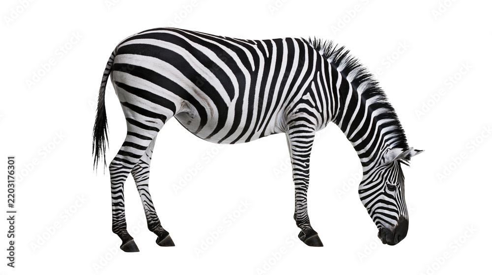 Obraz premium Isolated zebra standing gracefully with striking black and white striped pattern, head lowered