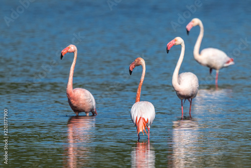 Greater or European Flamingo (Phoenicopterus roseus) in the Zwillbrocker Venn Nature Reserve in Germany
