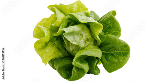 Isolated fresh green lettuce with water drops, healthy organic salad vegetable for cooking