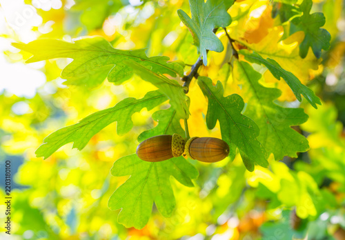 Oak branch with acorns illuminated by sunlight, autumn nature