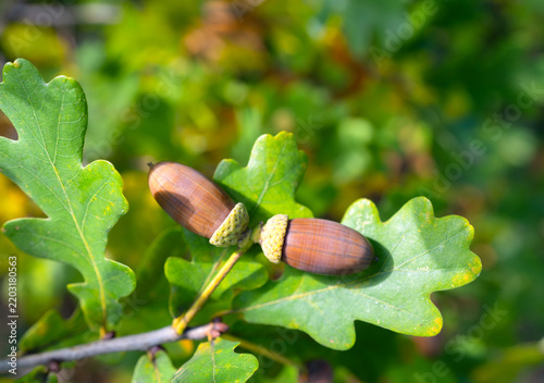 Two brown acorns with textured caps on green oak leaves, illuminated by natural light
