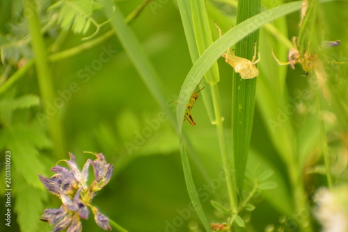Dragonfly