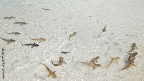 Aerial view of blacktip reef sharks swimming in the shallow, crystal-clear turquoise waters of Wajag Island, Raja Ampat, Southwest Papua, Indonesia.