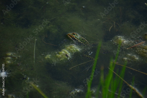 frog