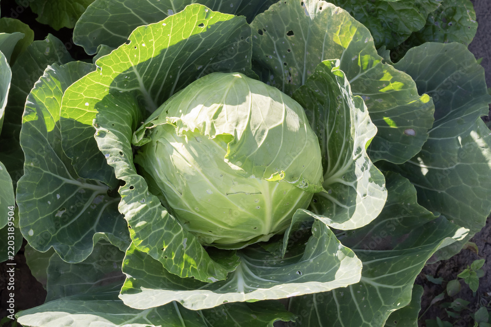 Fototapeta premium Healthy white cabbage plants grow in fertile garden soil, forming compact heads among large green leaves in summer sunlight.