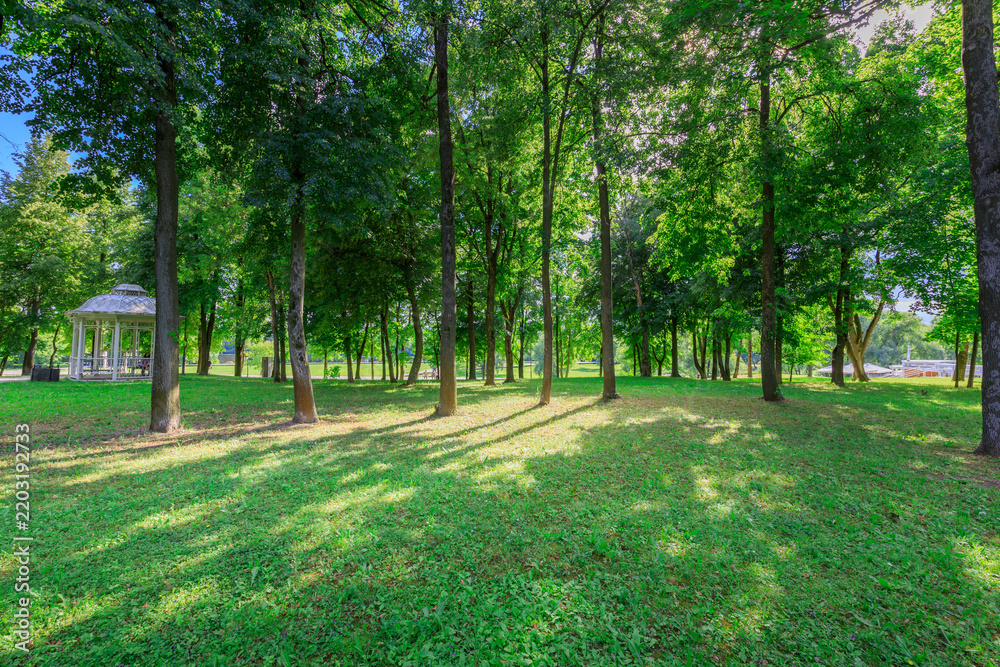 Obraz premium Green park with tall trees and bright sunlight