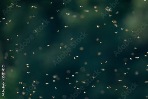 Bees