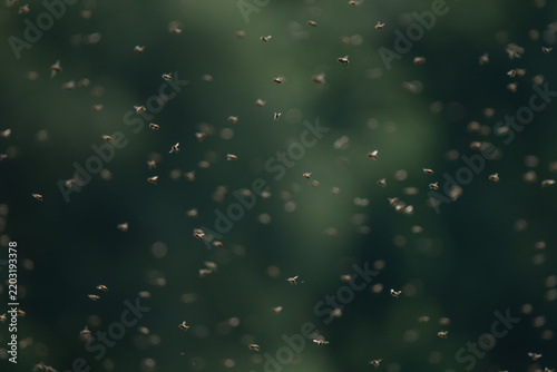 Bees