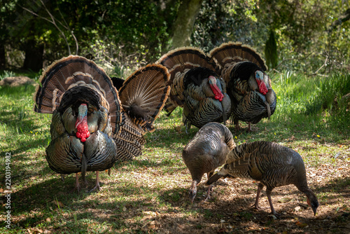 Wild Turkeys