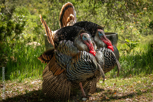 Wild Turkeys