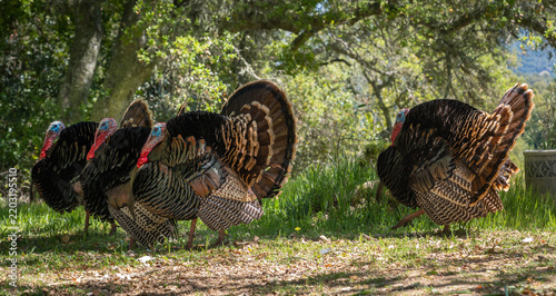 Wild Turkeys